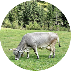 cow on field
